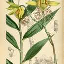 Sivun Dendrobium brymerianum Rchb. fil. kuva