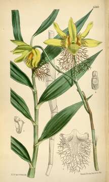 Image of Dendrobium brymerianum Rchb. fil.