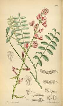 Image of Utah sweetvetch