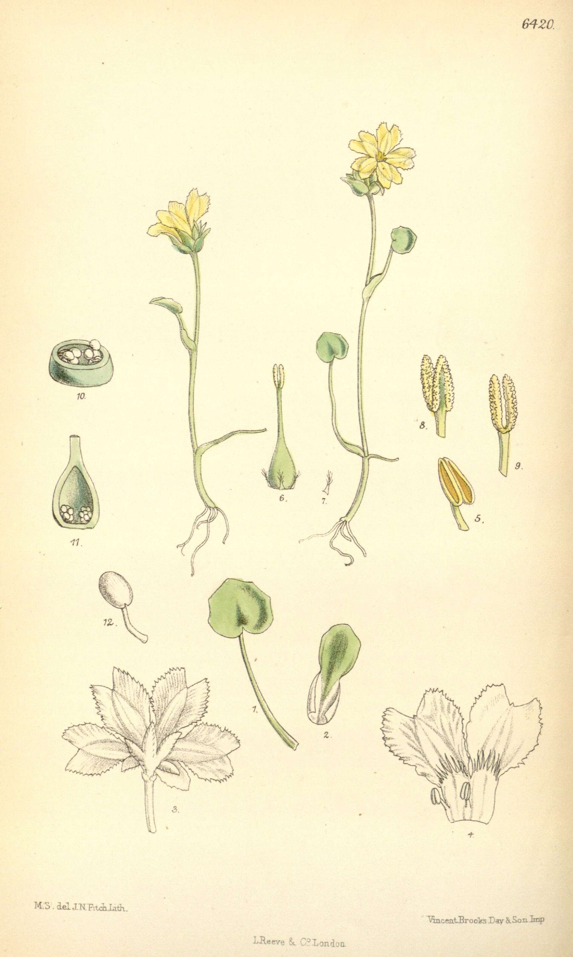 Image of Liparophyllum capitatum (Nees) Tippery & Les