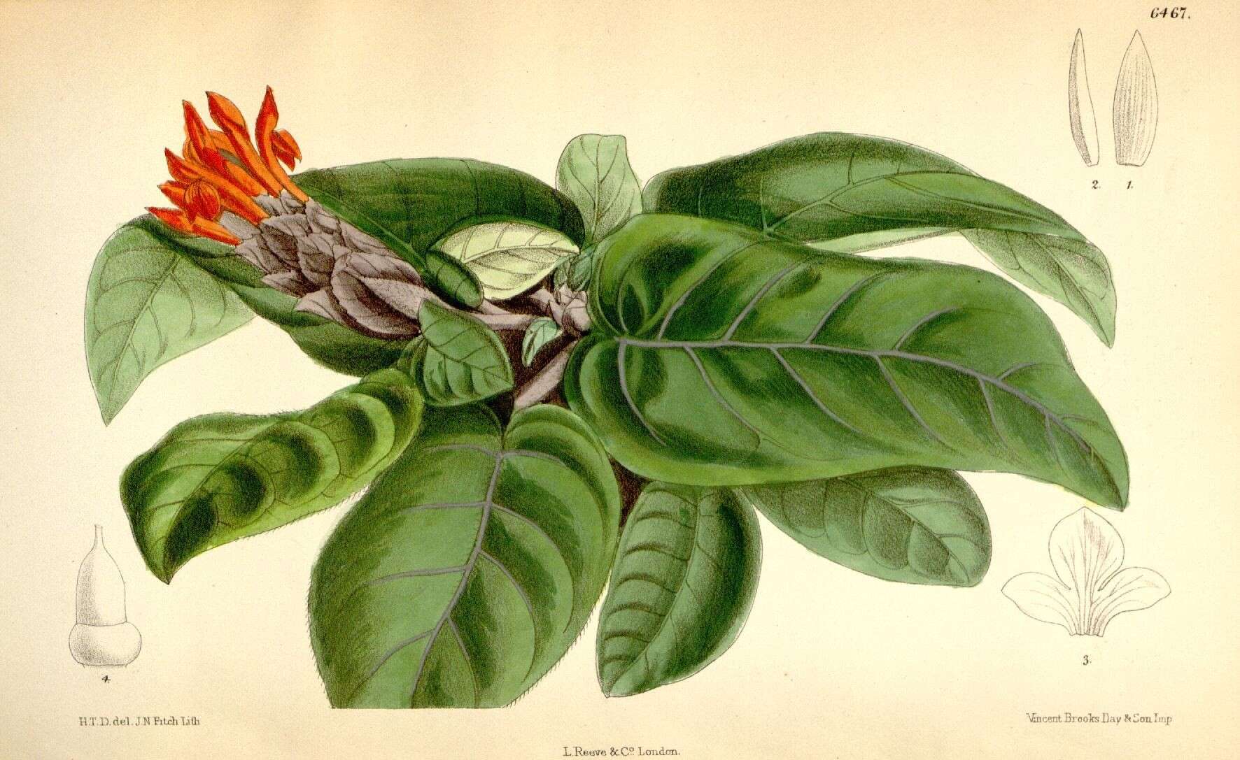 Image of acanthus family