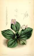 Image of Brazilian gloxinia