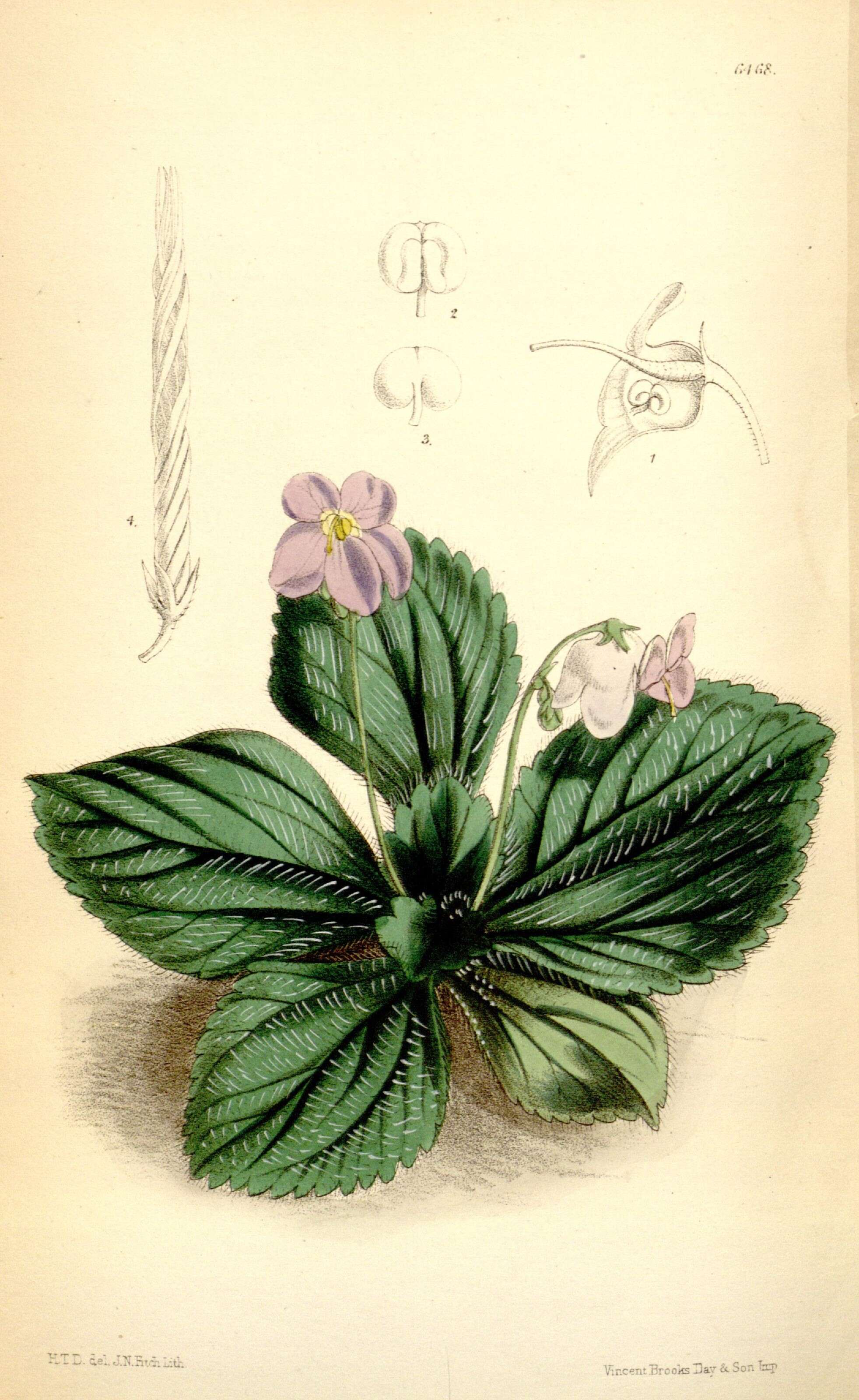 Image of Brazilian gloxinia