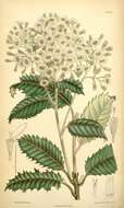 Imagem de Olearia macrodonta Baker