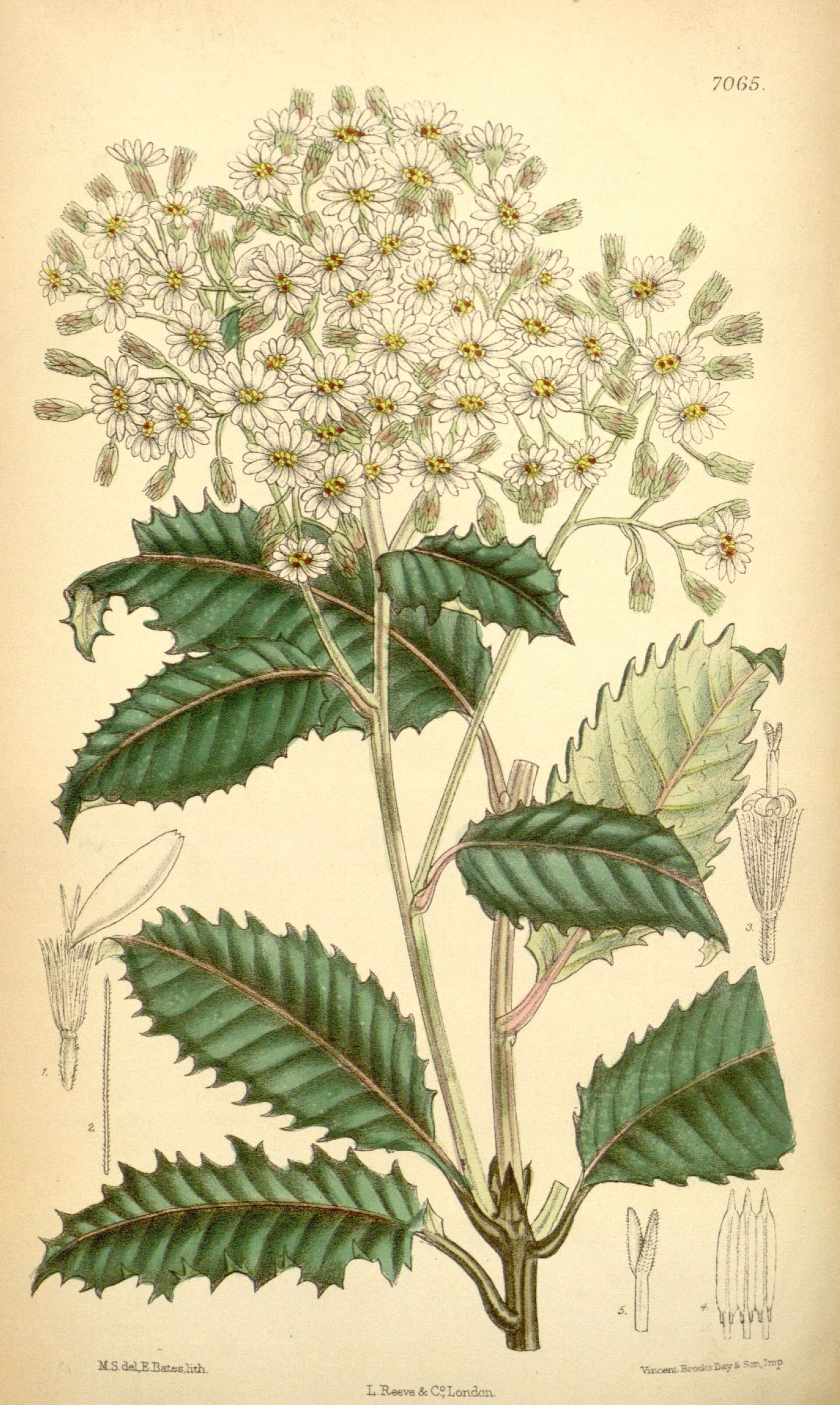 Imagem de Olearia macrodonta Baker