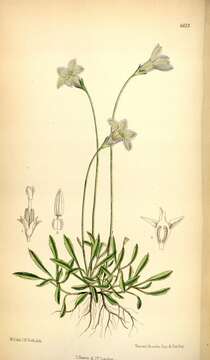 Wahlenbergia saxicola (R. Br.) A. DC. resmi