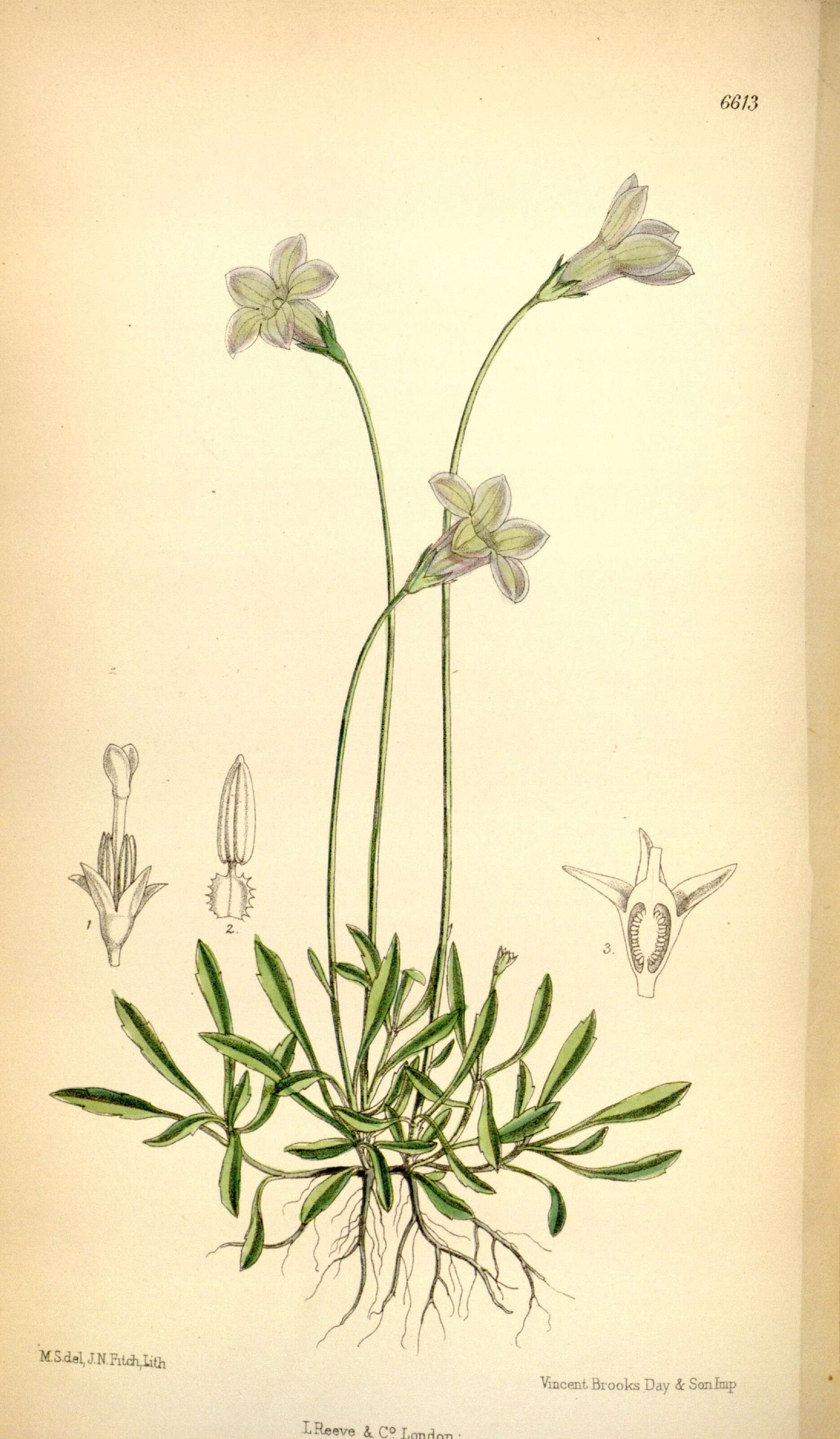 Image de Wahlenbergia saxicola (R. Br.) A. DC.