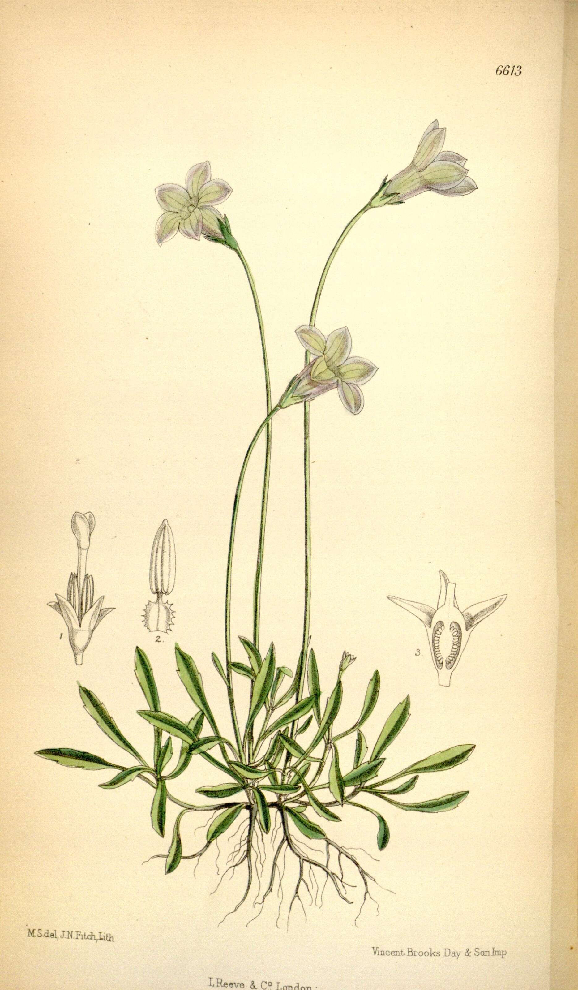 Wahlenbergia saxicola (R. Br.) A. DC. resmi