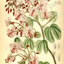 Imagem de Bauhinia corymbosa Roxb.