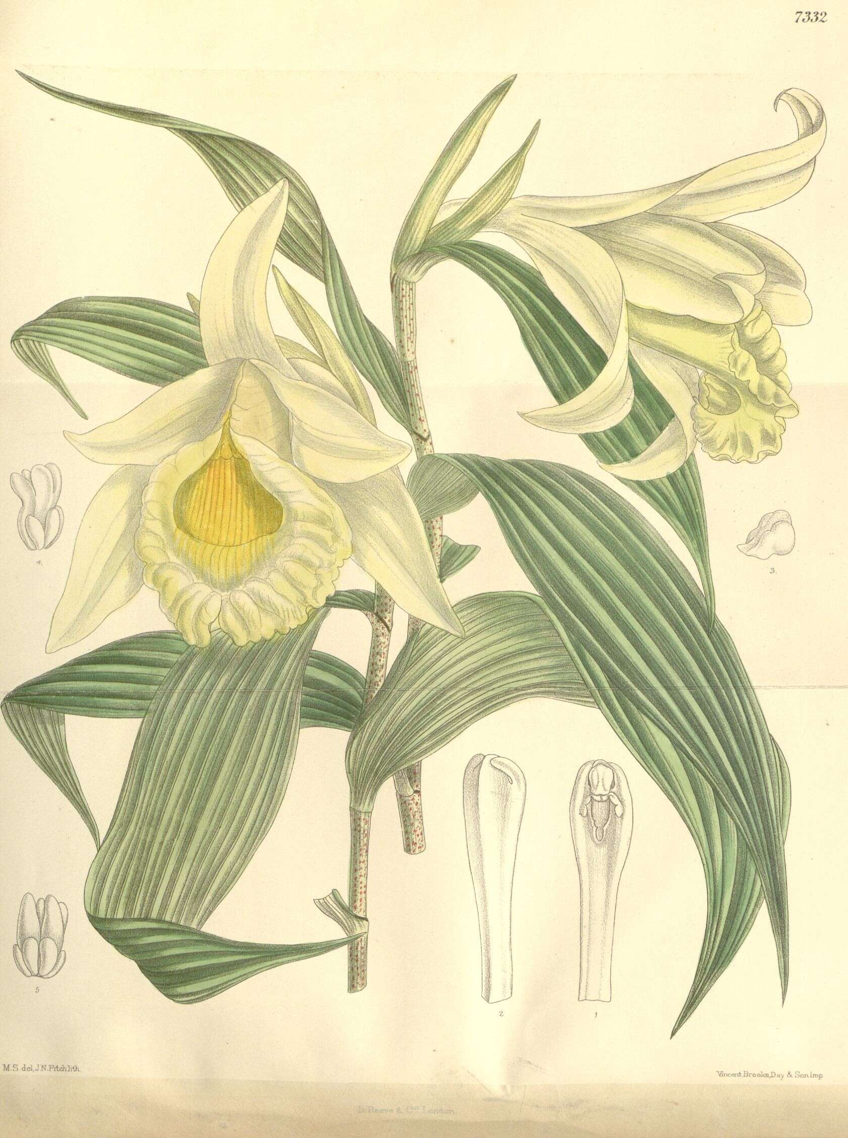 Image of Sobralia xantholeuca B. S. Williams