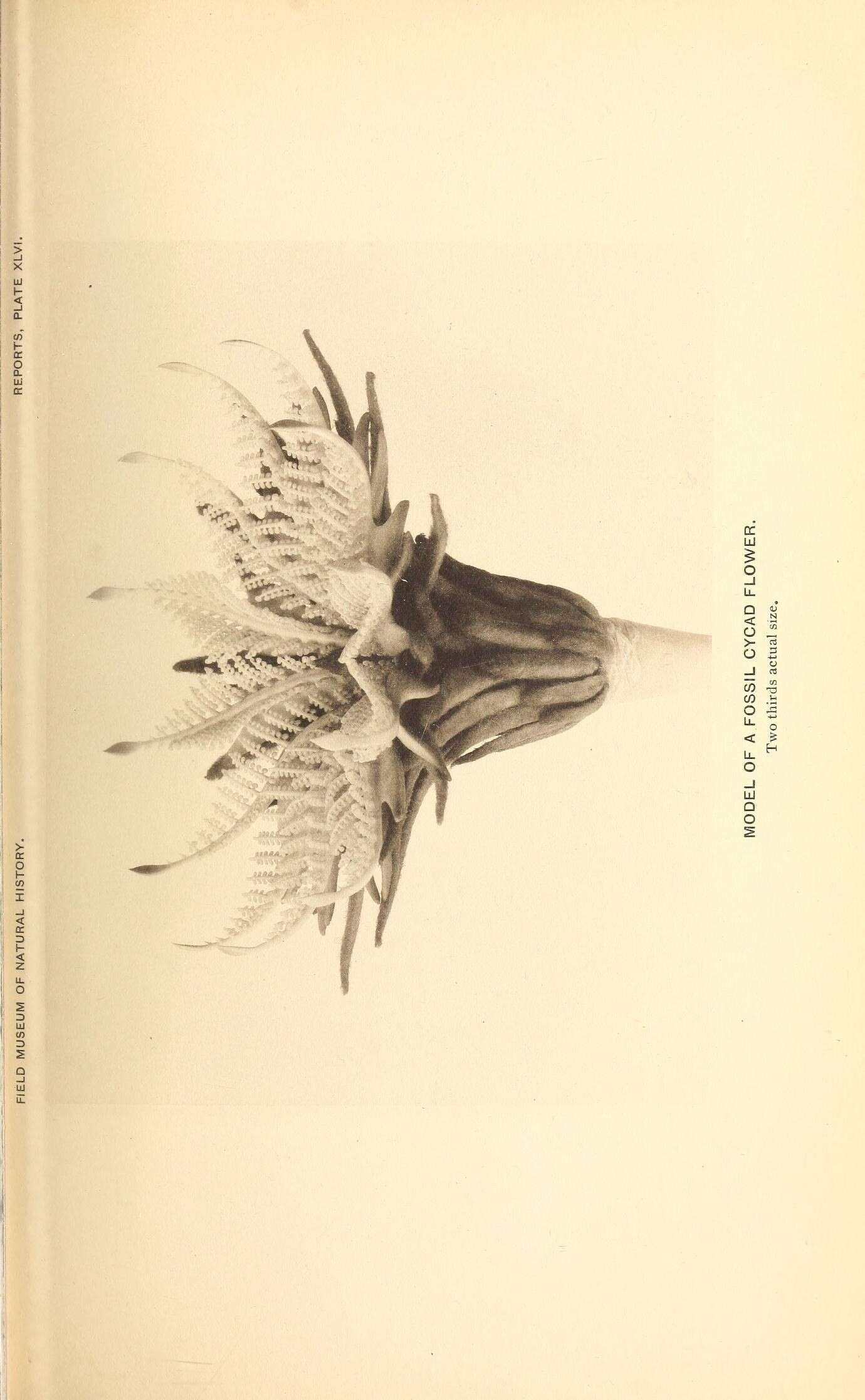 Image of Cycadopsida