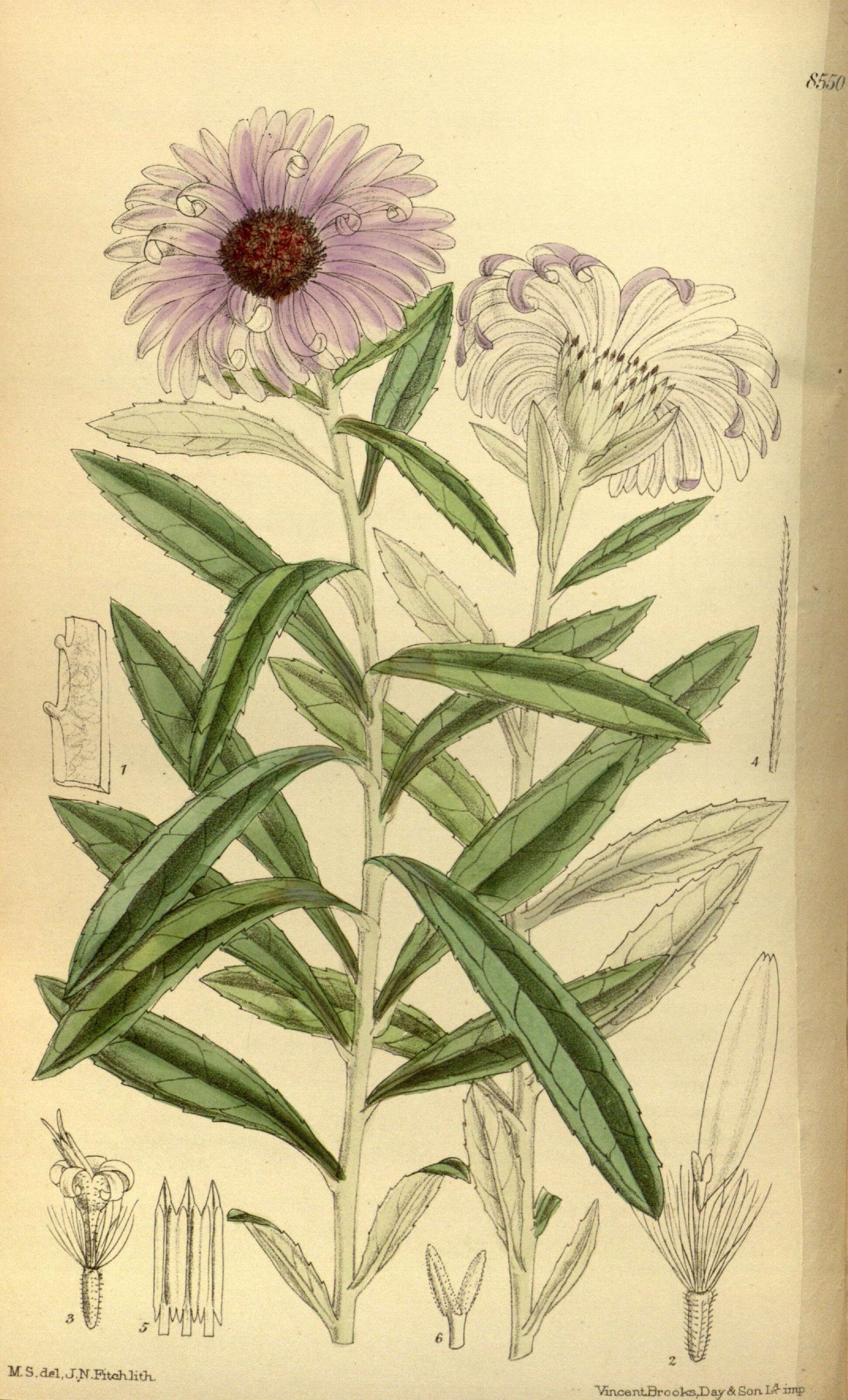 Image of Chatham Island aster