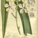 Imagem de Dimorphorchis beccarii var. imthurnii (Rolfe) Kocyan & Schuit.