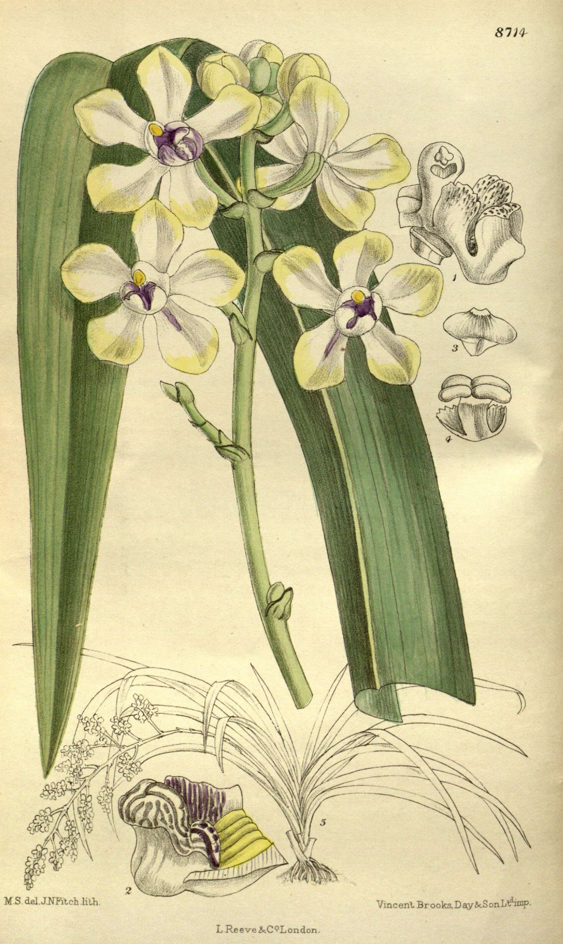 Imagem de Dimorphorchis beccarii (Rchb. fil.) Kocyan & Schuit.