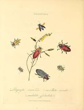 Image of Temognatha variabilis (Donovan 1805)