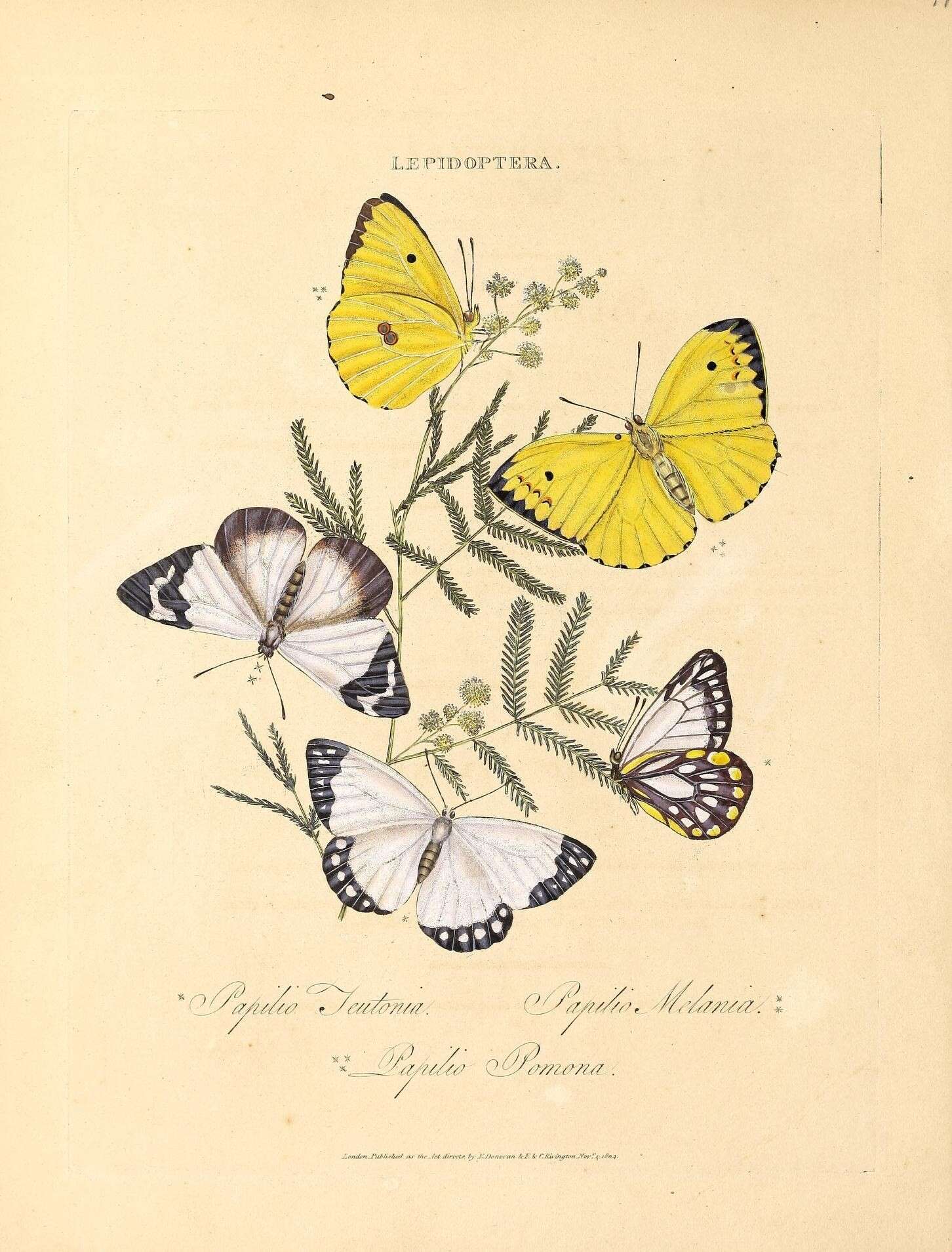Image de Belenois java (Sparrman 1768)