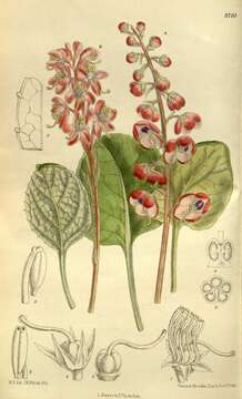 Image of liverleaf wintergreen