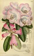 صورة Rhododendron oreodoxa var. fargesii (Franch.) D. F. Chamb.