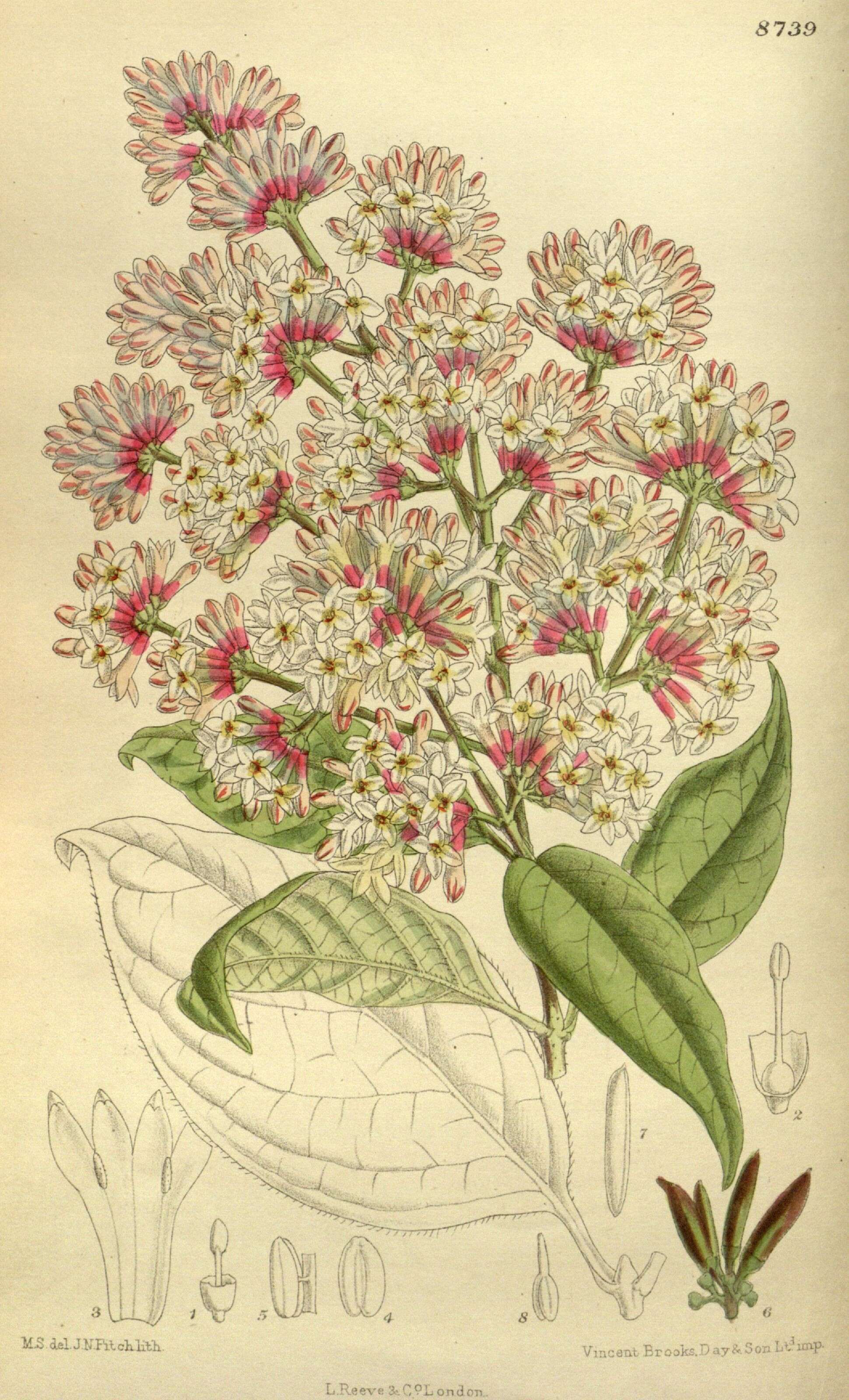 Plancia ëd Syringa tomentella subsp. sweginzowii (Koehne & Lingelsh.) Jin Y. Chen & D. Y. Hong