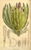 Image of long-leaf protea