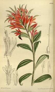 Image of giant red Indian paintbrush