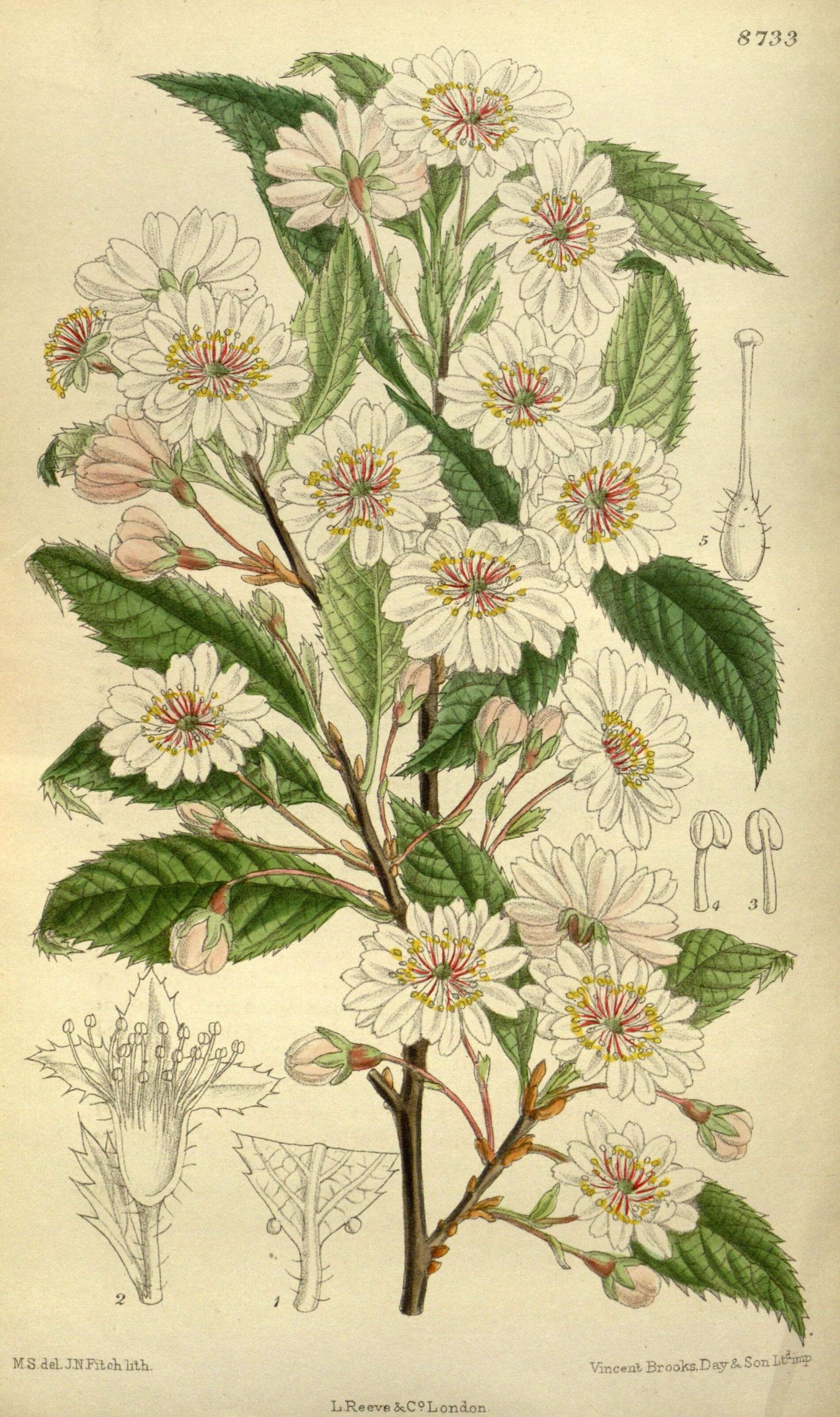 Plancia ëd Prunus subhirtella Miq.