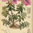 صورة Rhododendron saluenense var. prostratum (W. W. Sm.) R. C. Fang