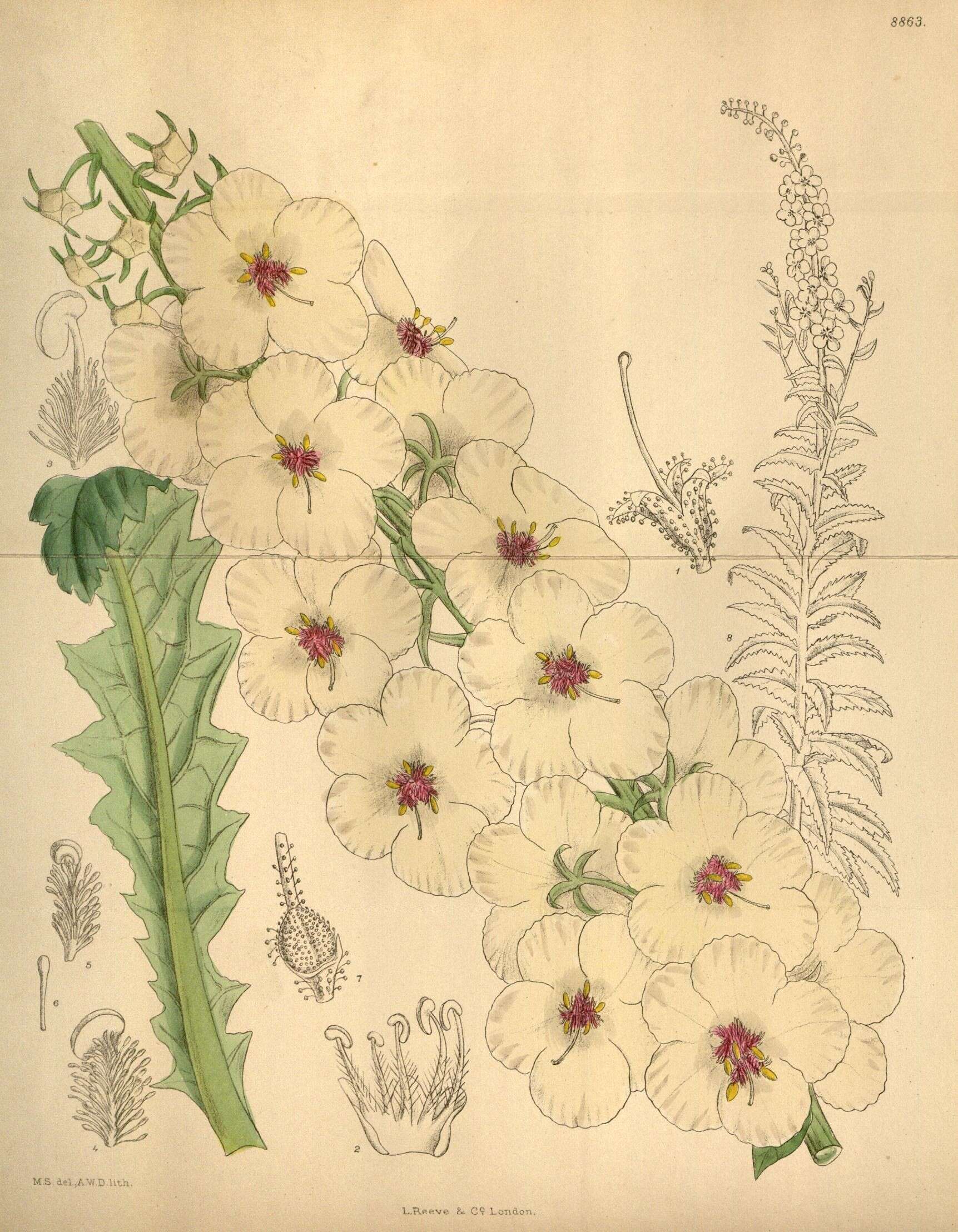 Image of figwort family