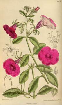 Image of Violet-flower petunia