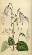 Image of bellflowers