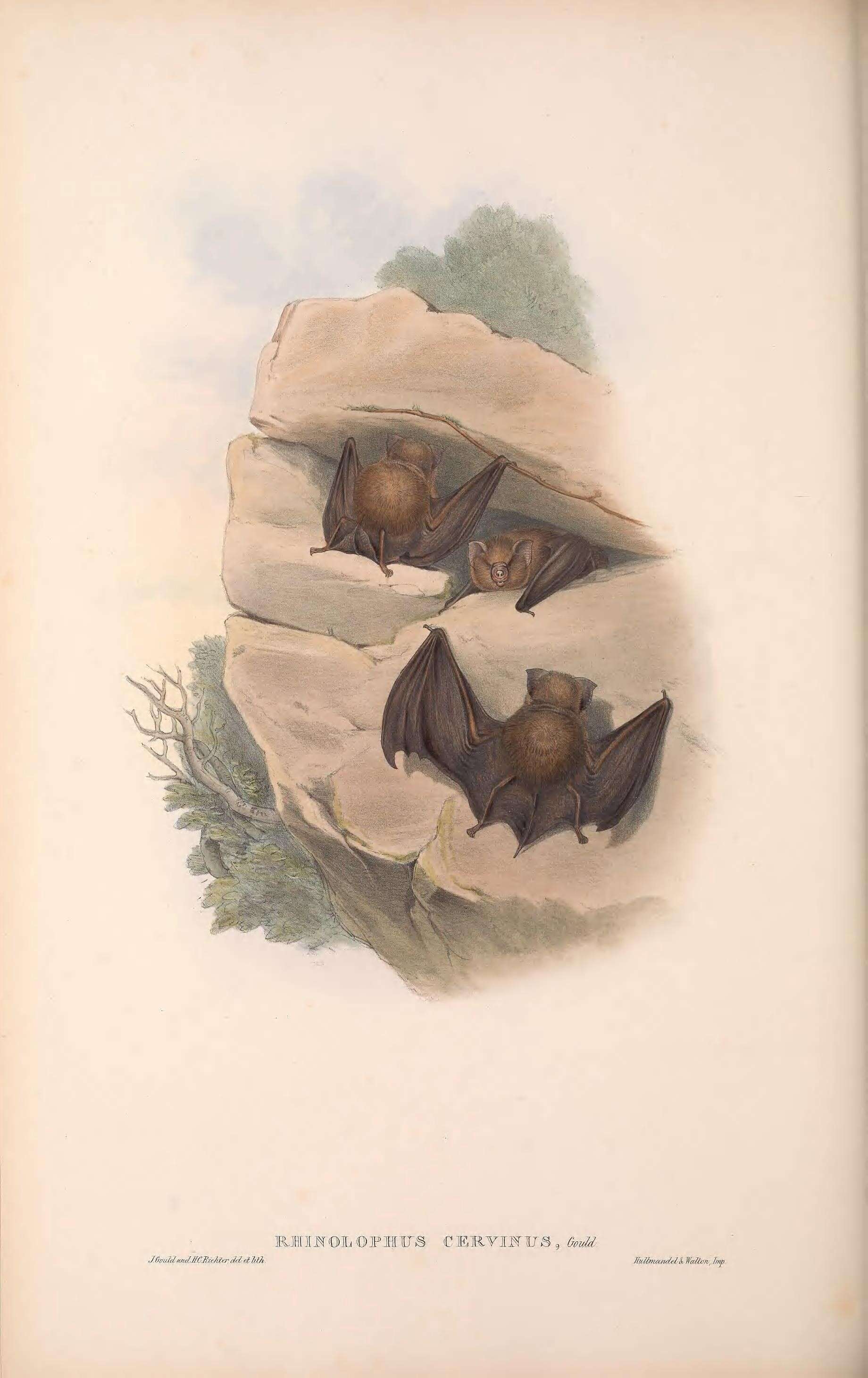 Image of Hipposideros cervinus cervinus (Gould 1854)