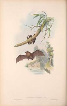 Image of Eastern Forest Bat