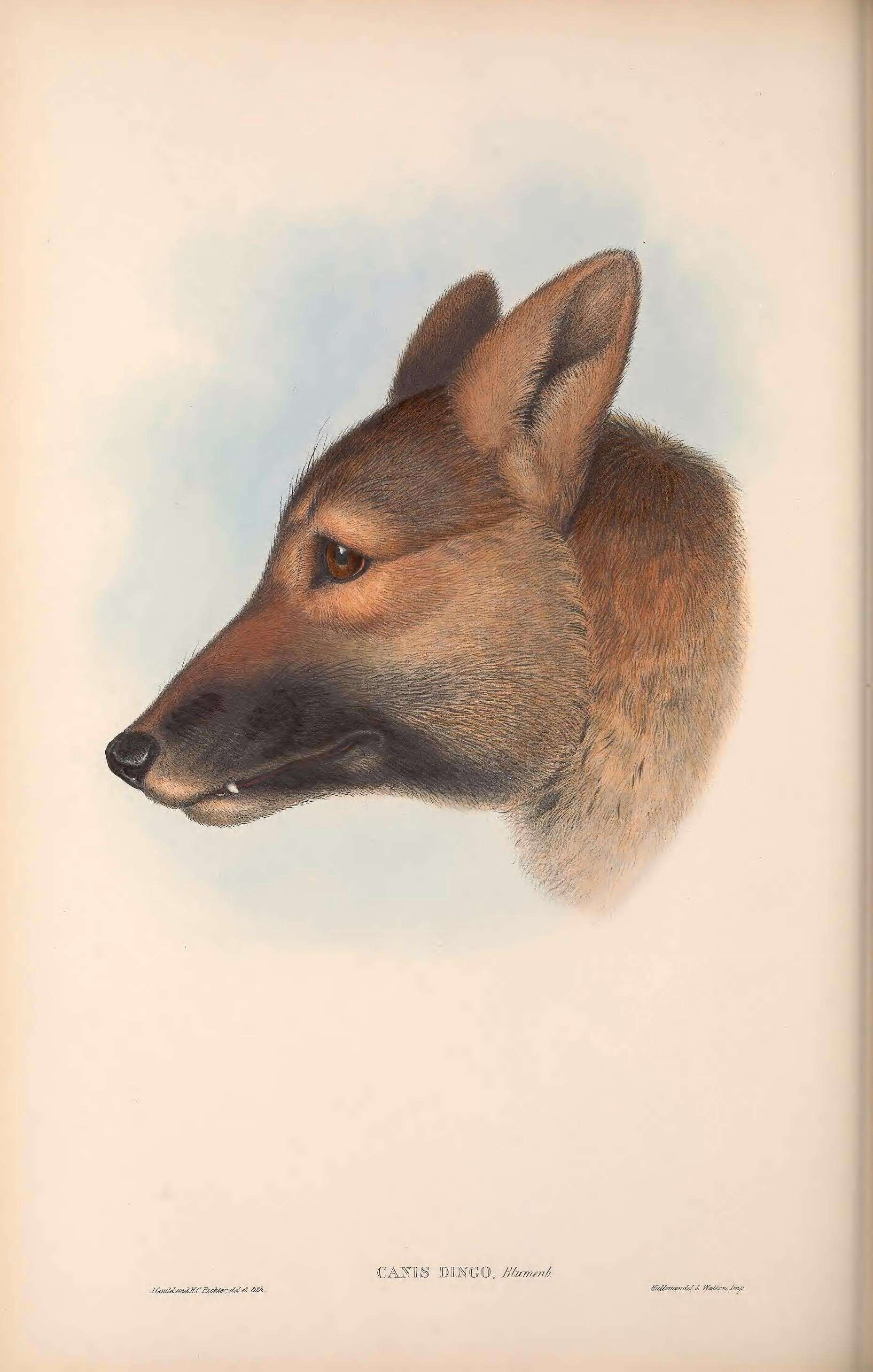 Imagem de Canis lupus dingo Meyer 1793