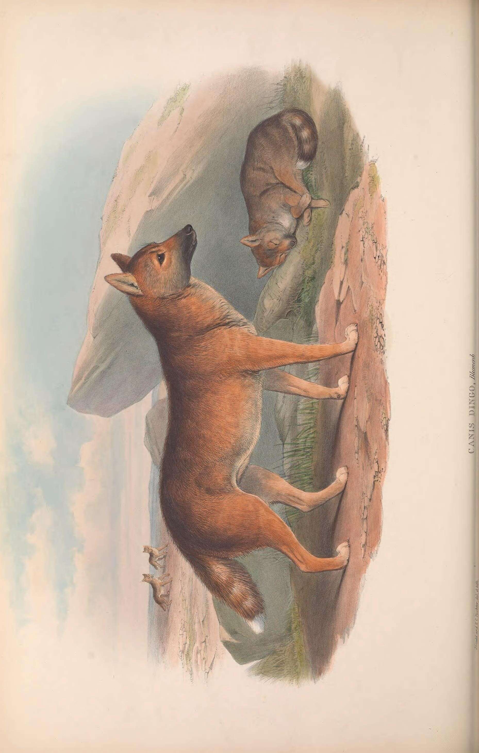 Image de Canis lupus dingo Meyer 1793