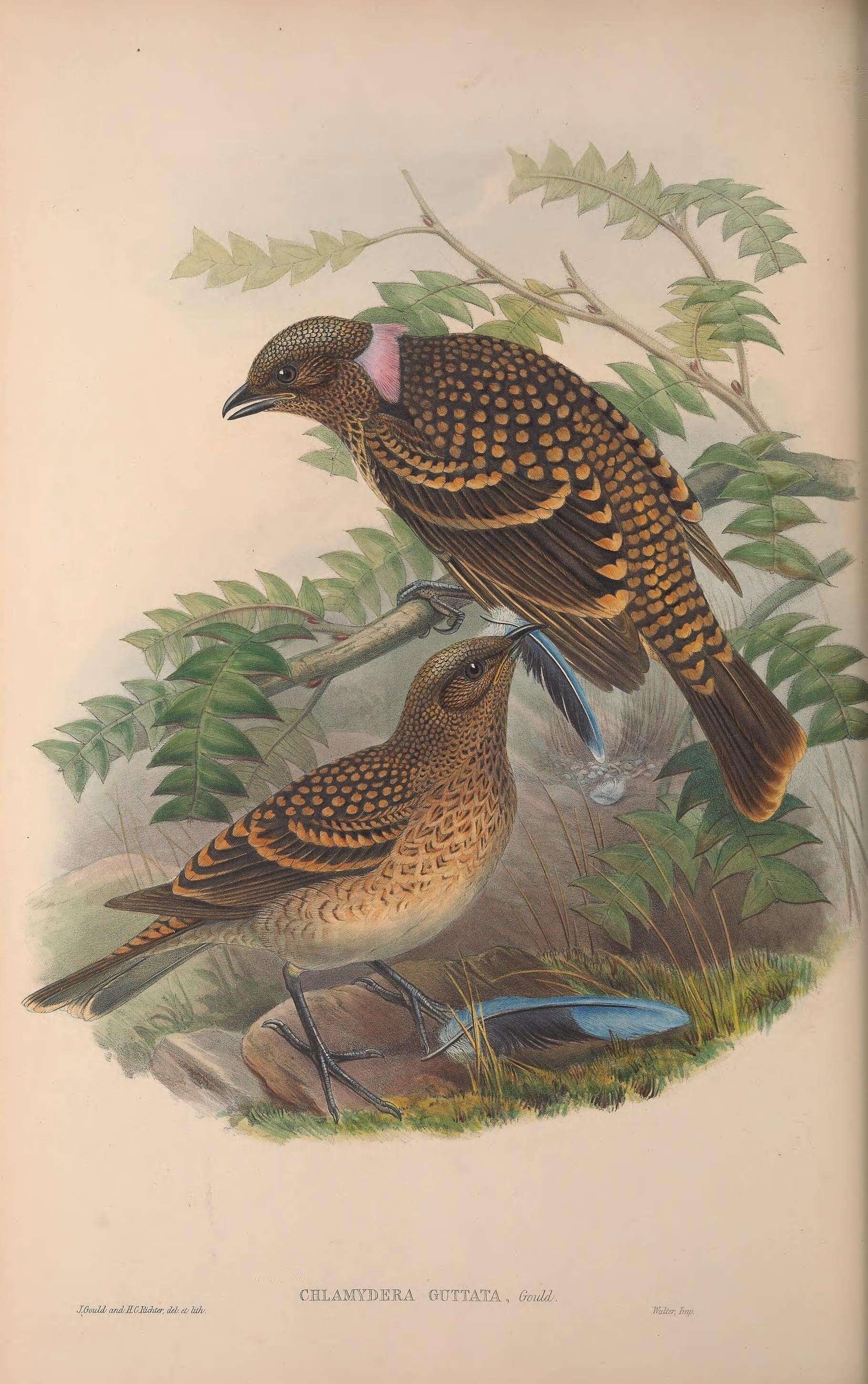 Image of Western Bowerbird