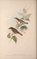 صورة Zosterops albogularis Gould 1837