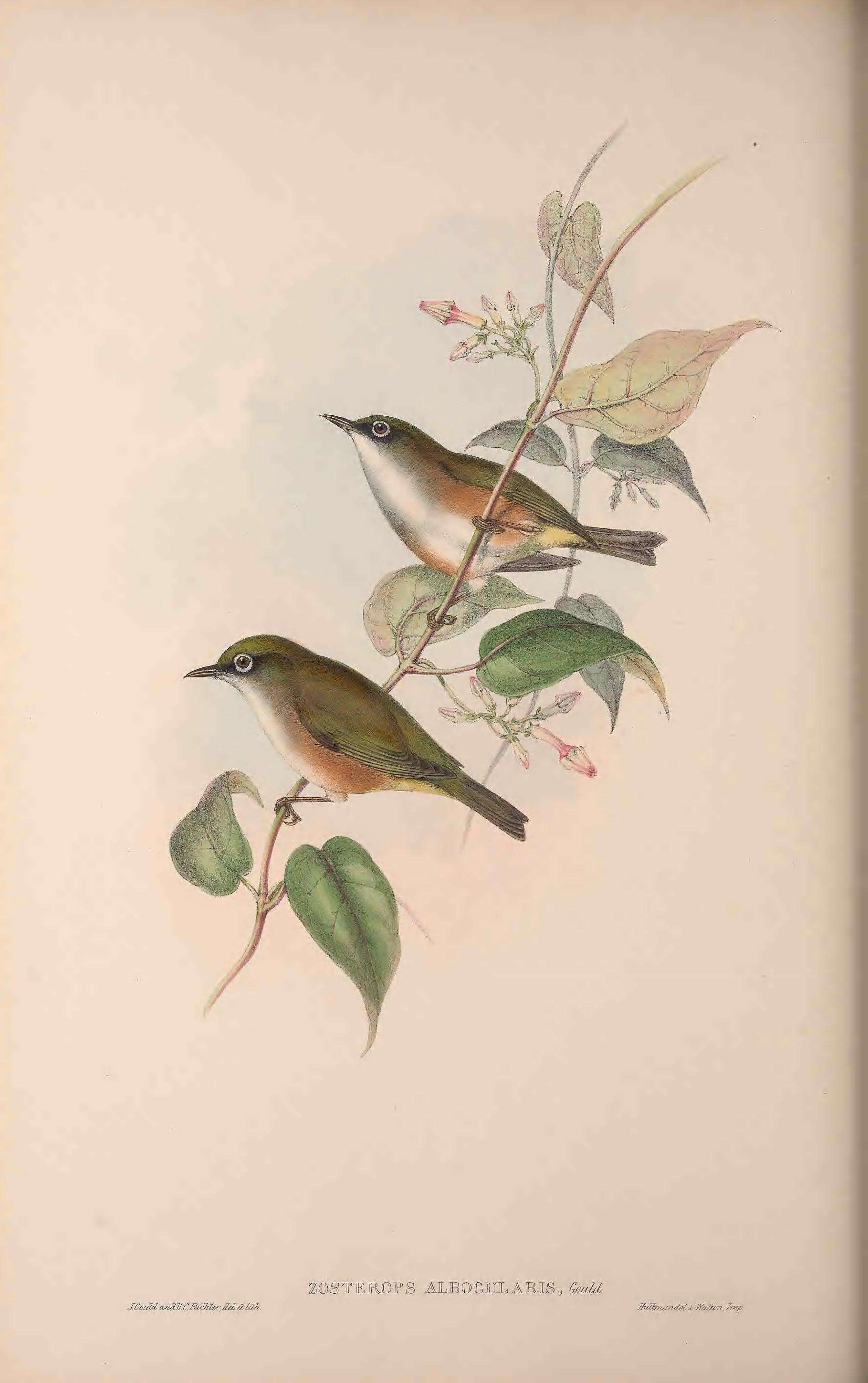 Zosterops albogularis Gould 1837 resmi