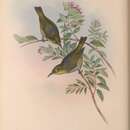 Zosterops strenuus Gould 1855 resmi