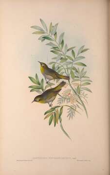 Image of Lord Howe White-eye