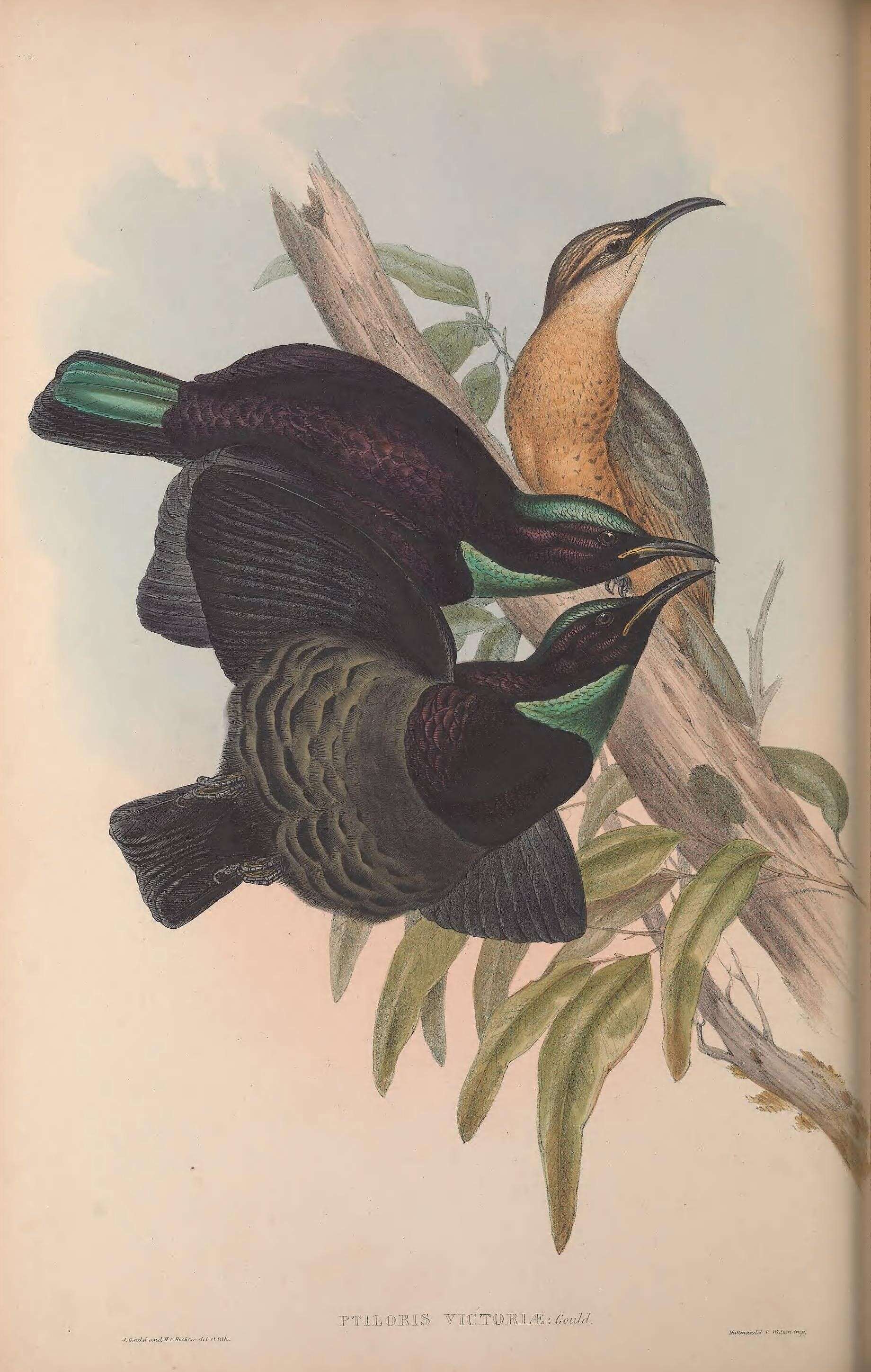 Image of Victoria's Riflebird