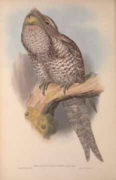 Image of Papuan Frogmouth
