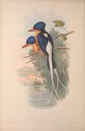 Image of Buff-breasted Paradise Kingfisher