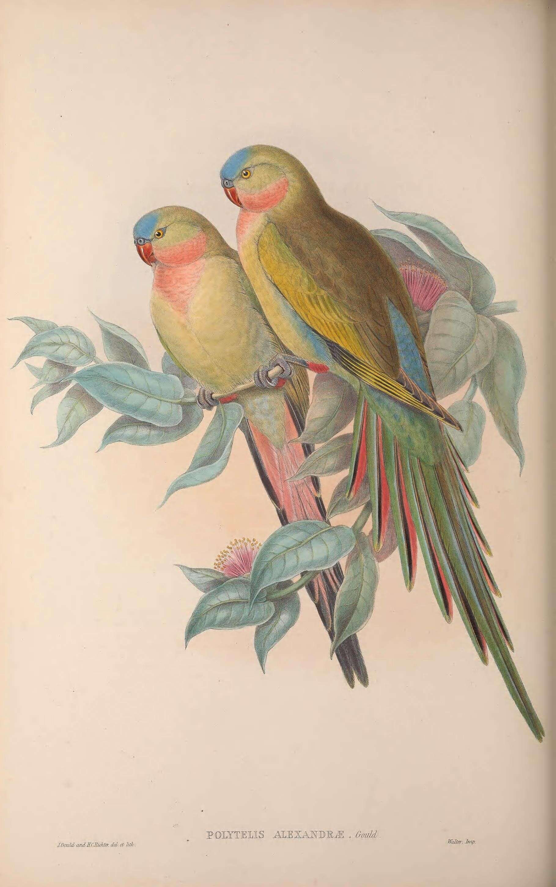 Image of Alexandra's Parrot