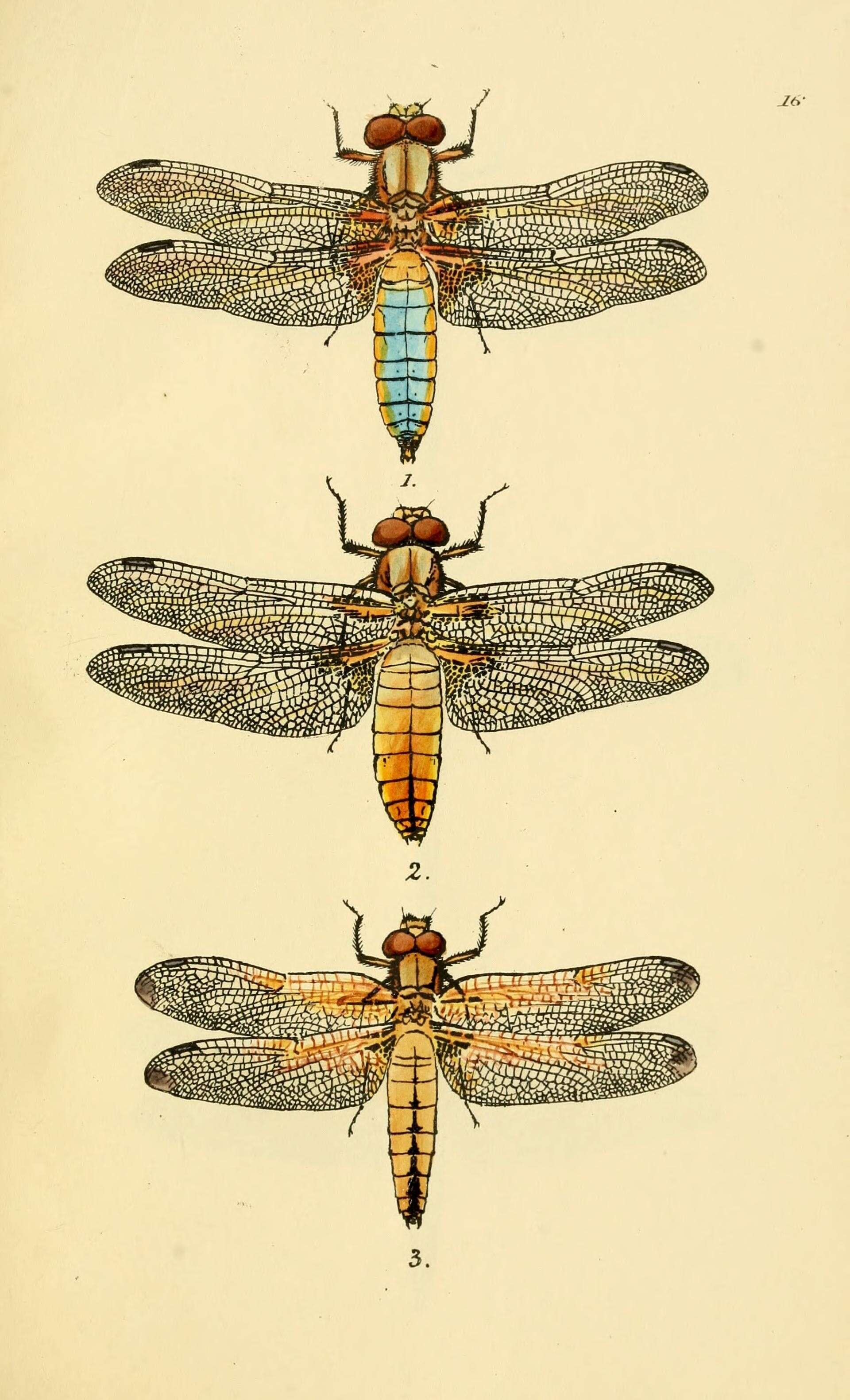 Image of Broad-bodied chaser