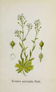 Image of Kernera saxatilis subsp. saxatilis