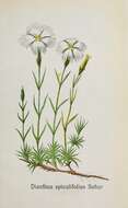 Sivun Dianthus spiculifolius Schur kuva