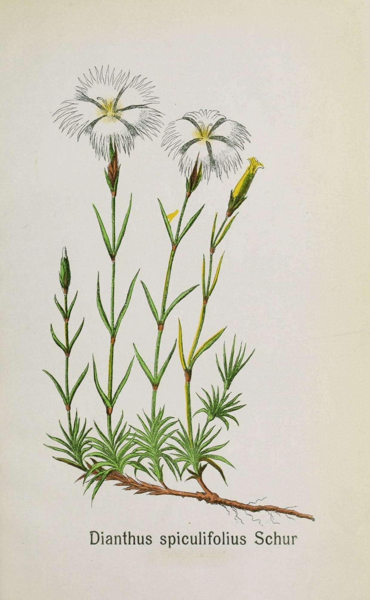 Sivun Dianthus spiculifolius Schur kuva