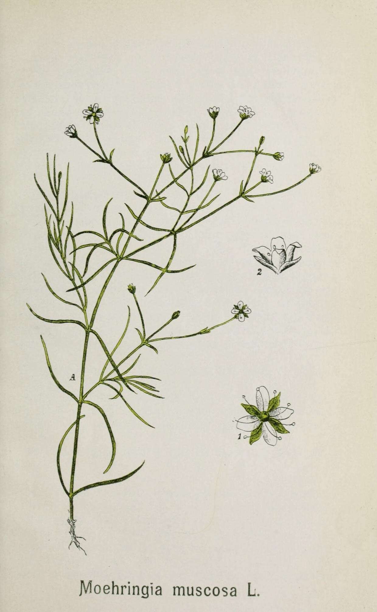 Image of Moehringia muscosa L.