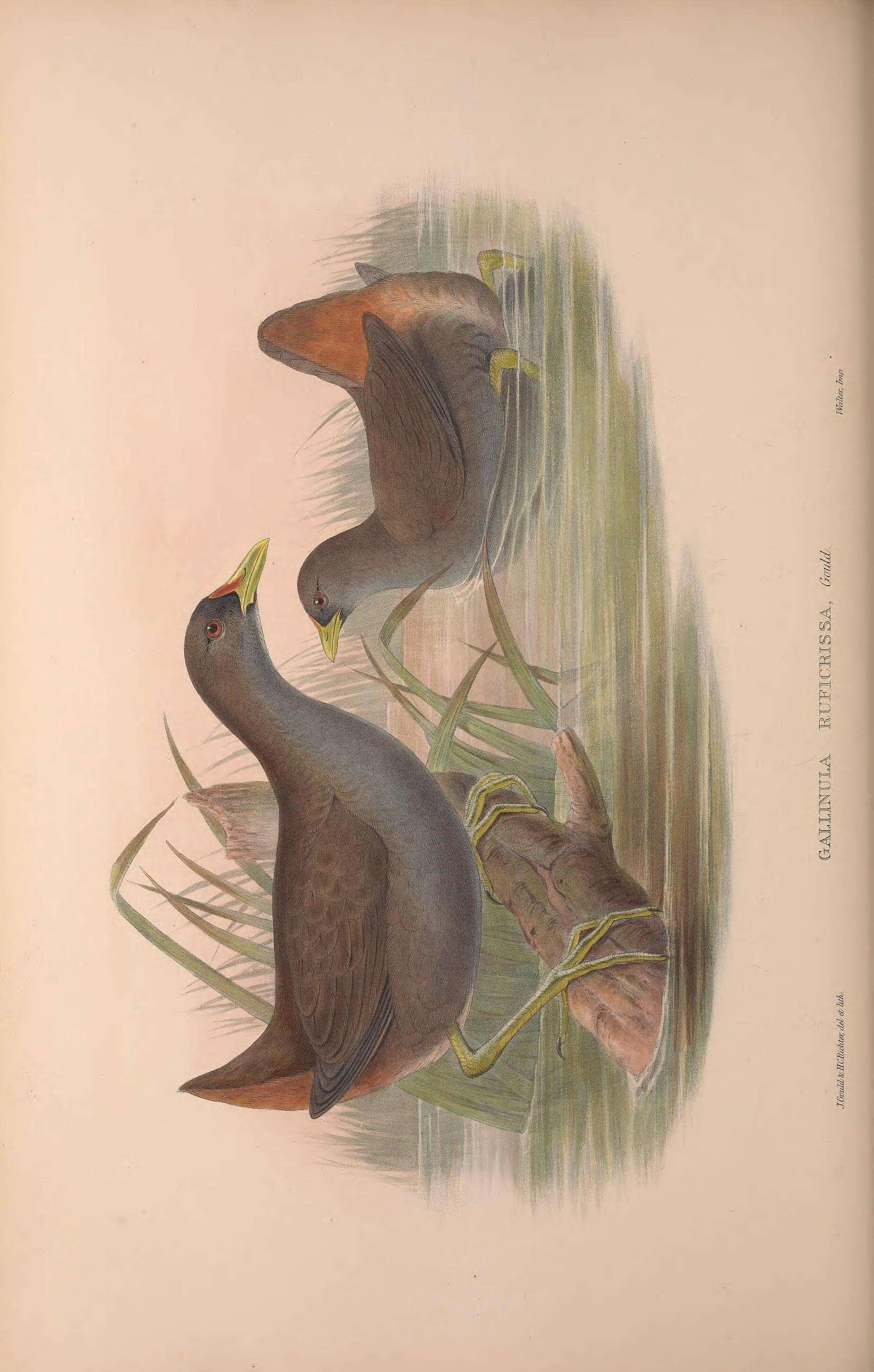 Image of Amaurornis moluccana ruficrissa (Gould 1869)