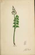 Image of common moonwort